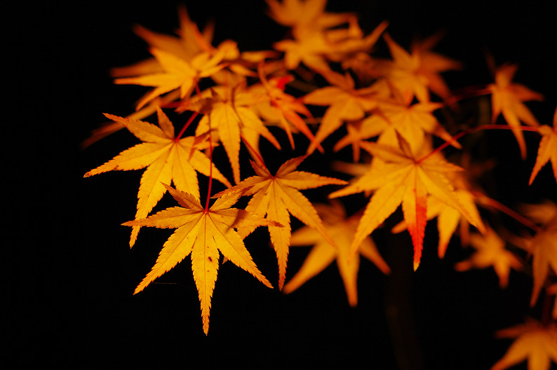 京都の紅葉2010　～永観堂～_f0152550_23394975.jpg