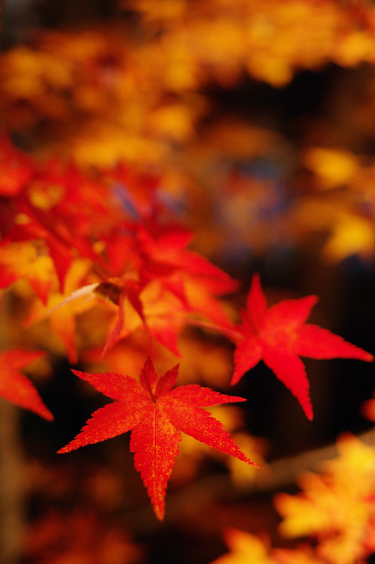 京都の紅葉2010　～永観堂～_f0152550_23395994.jpg