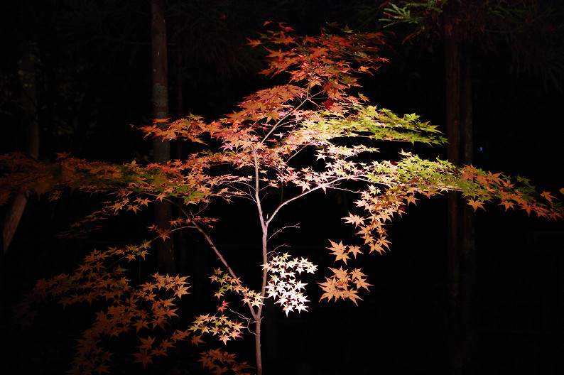 京都の紅葉2010　～永観堂～_f0152550_23403549.jpg