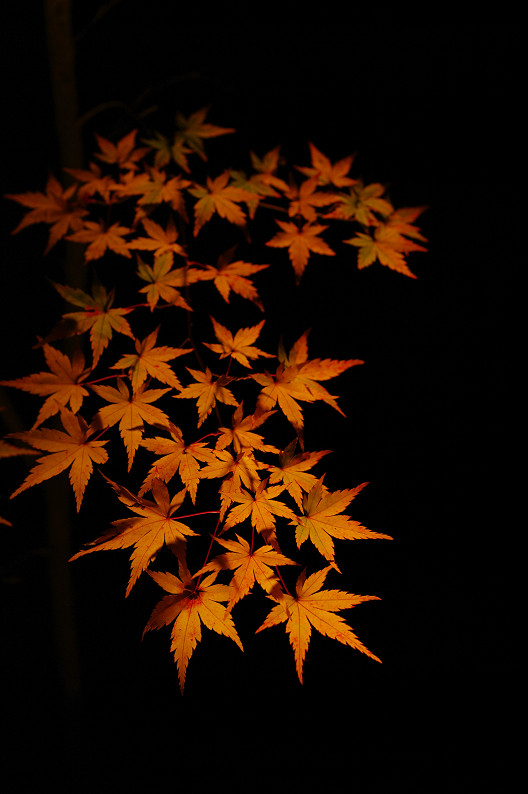 京都の紅葉2010　～永観堂～_f0152550_23404128.jpg