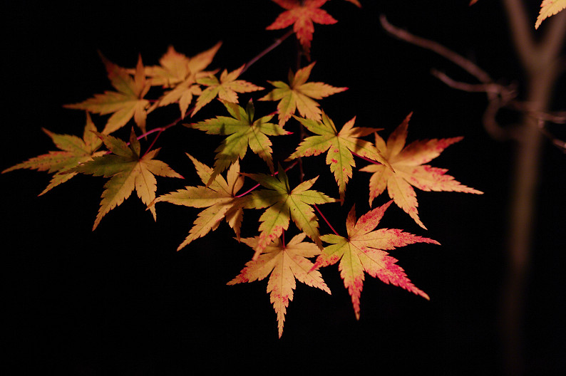 京都の紅葉2010　～永観堂～_f0152550_2340479.jpg