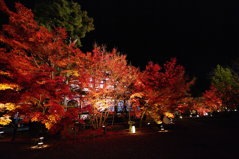 京都の紅葉2010　～永観堂～_f0152550_23415232.jpg