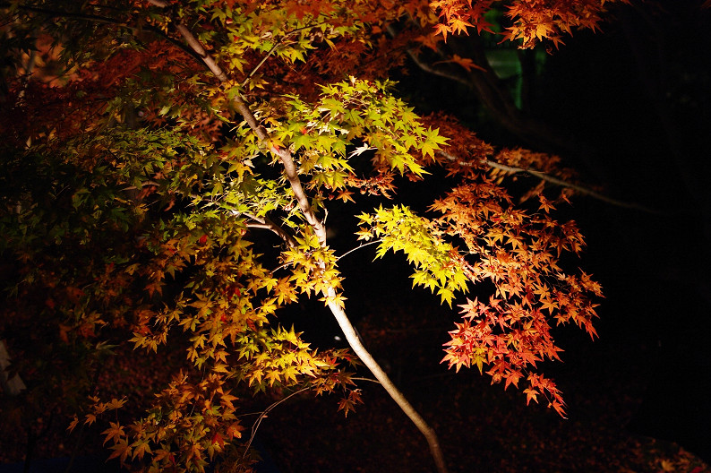 京都の紅葉2010　～永観堂～_f0152550_23423384.jpg