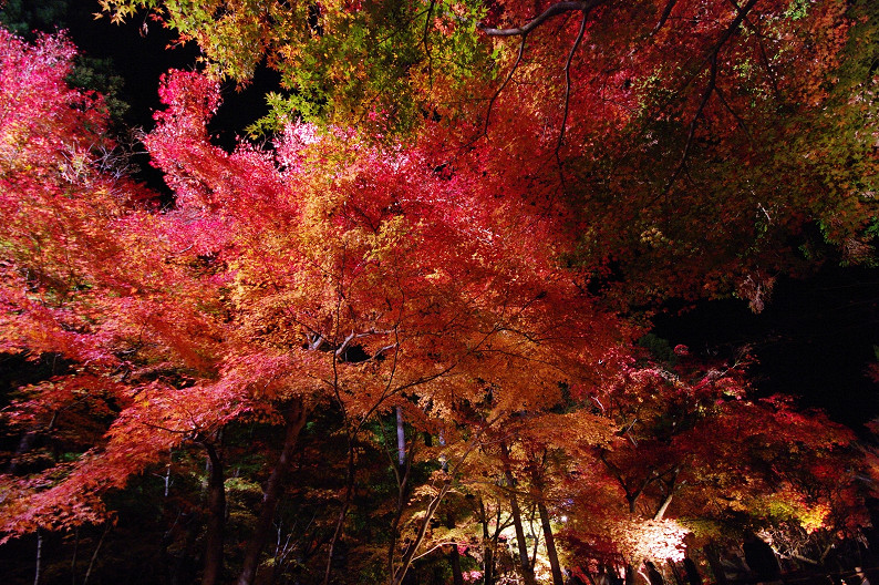 京都の紅葉2010　～永観堂～_f0152550_234239100.jpg