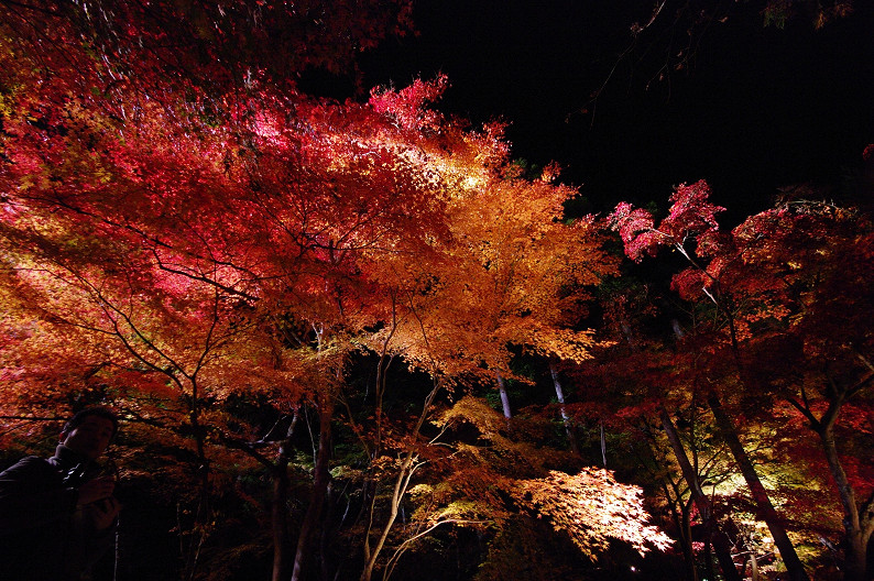 京都の紅葉2010　～永観堂～_f0152550_2343234.jpg