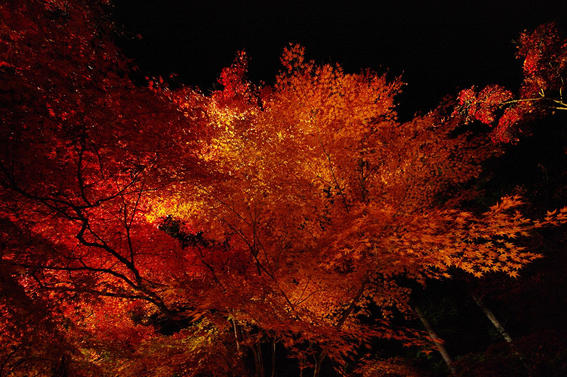 京都の紅葉2010　～永観堂～_f0152550_23432998.jpg