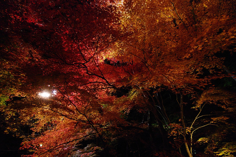 京都の紅葉2010　～永観堂～_f0152550_23433712.jpg