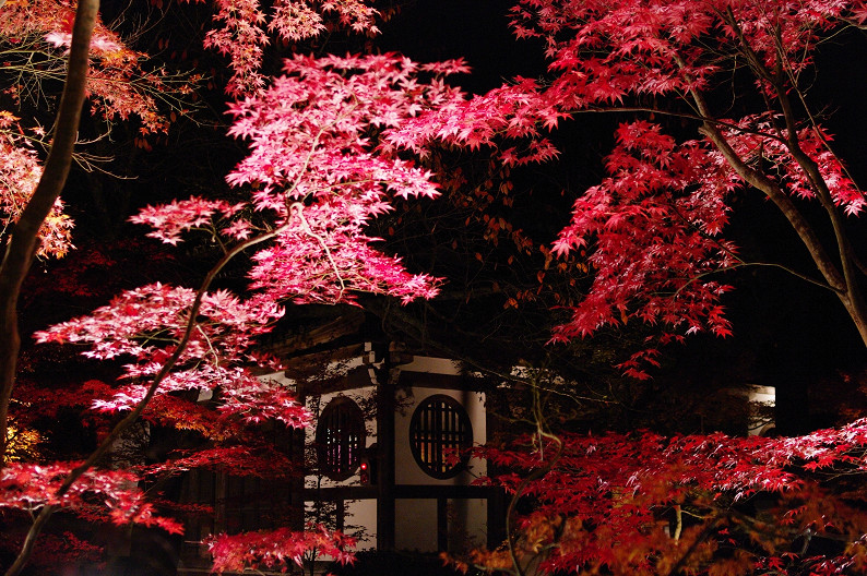 京都の紅葉2010　～永観堂～_f0152550_23483070.jpg