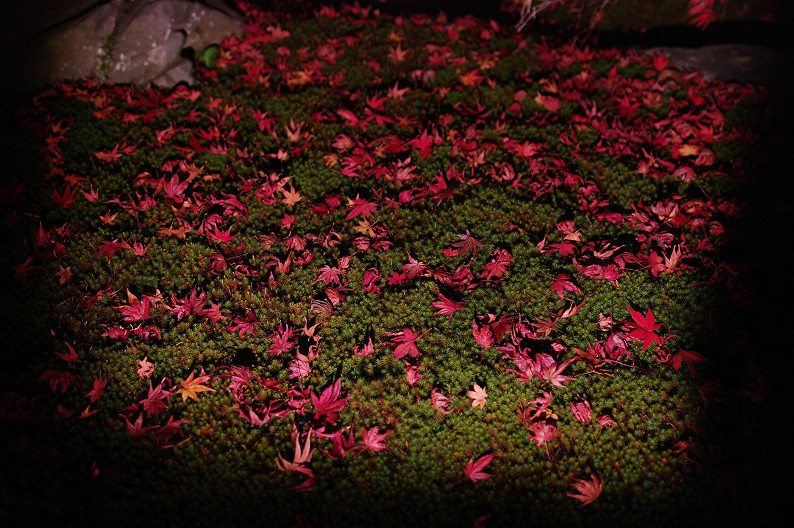 京都の紅葉2010　～永観堂～_f0152550_23495648.jpg