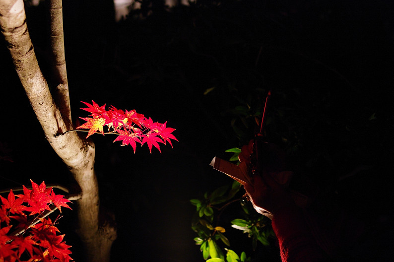 京都の紅葉2010　～永観堂～_f0152550_23515788.jpg