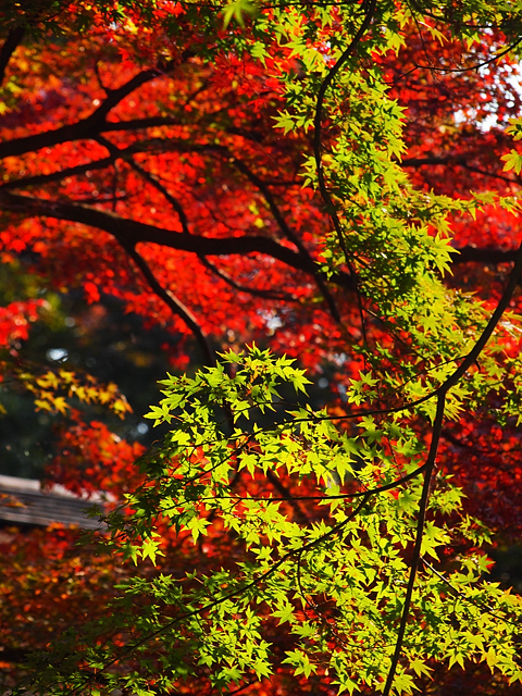 横浜紅葉　三渓園_f0112952_2201773.jpg