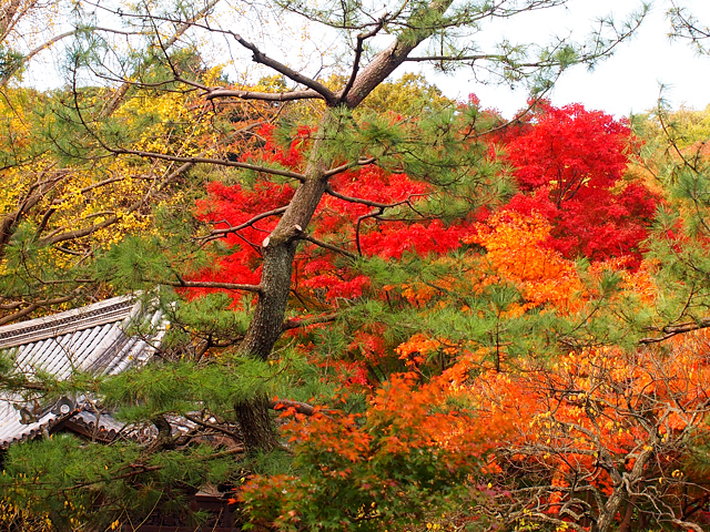 横浜紅葉　三渓園_f0112952_220733.jpg