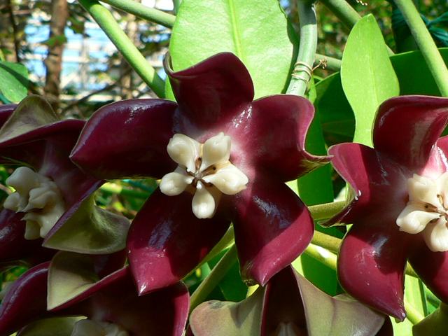 ホヤ・インペリアリス : 新・四季の花
