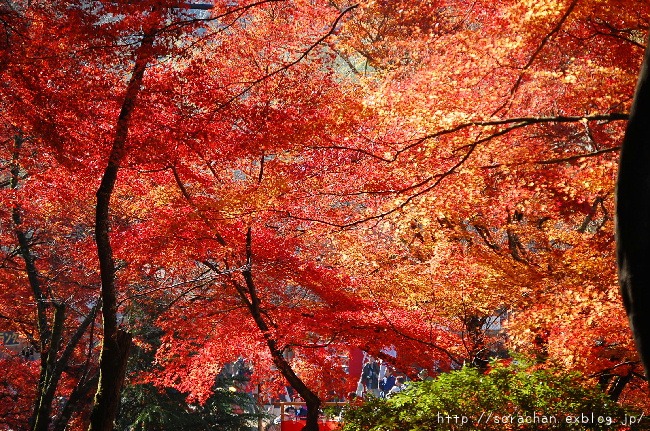 香嵐渓の紅葉①_d0172270_14403550.jpg