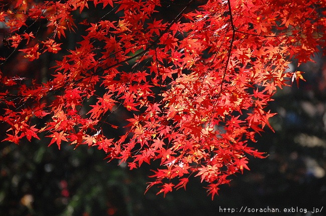 香嵐渓の紅葉①_d0172270_14404441.jpg