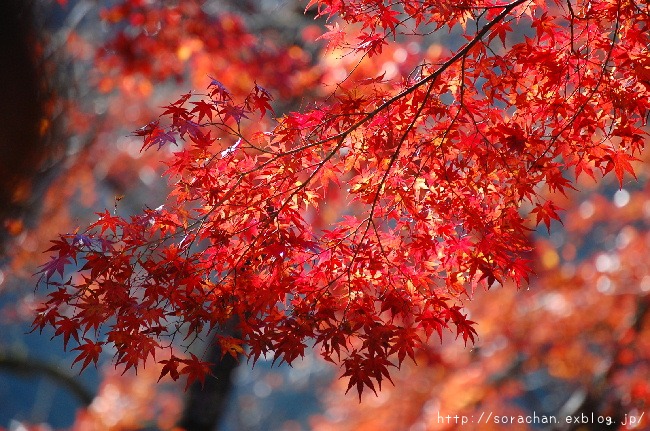 香嵐渓の紅葉①_d0172270_14405074.jpg