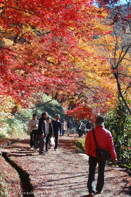 香嵐渓の紅葉①_d0172270_1441674.jpg