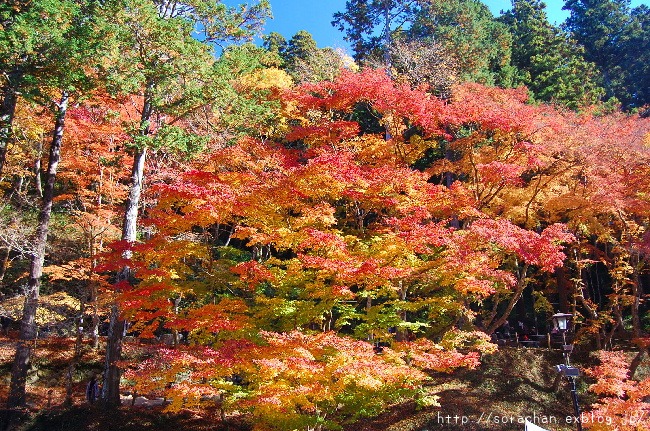 香嵐渓の紅葉①_d0172270_1512016.jpg