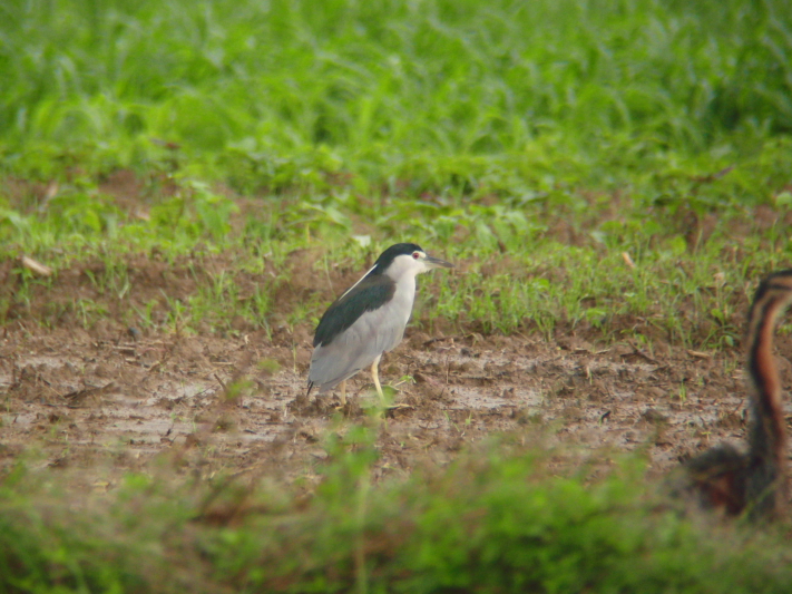 石垣島鳥見三昧（ムラサキサギ）_a0167480_19284328.jpg