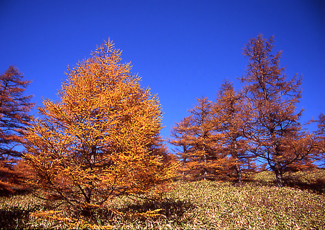 e0165983_923445.jpg