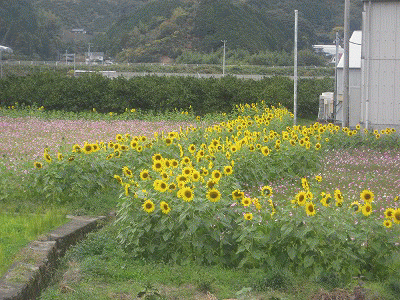 c0078592_2381330.gif