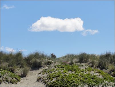 クライストチャーチの海岸を歩く　New Brighton Beach & Brooklands Lagoon_e0207997_17474727.jpg