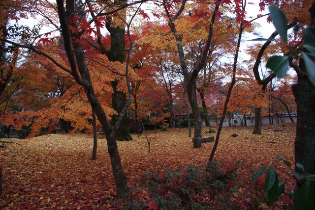 秋の京都、紅葉狩りまくり。_f0179202_20183215.jpg