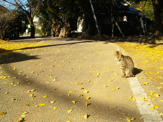 2010.12.1あさくらじんじゃ_d0102007_11291348.jpg