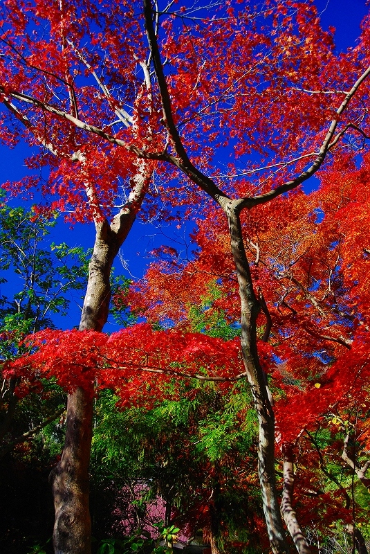 鎌倉　円覚寺　紅葉_c0088418_1123481.jpg