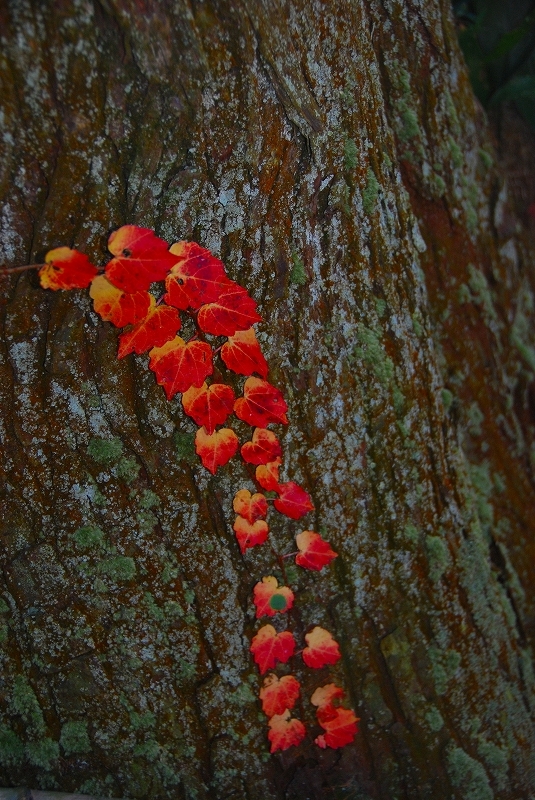 鎌倉　円覚寺　紅葉_c0088418_1124963.jpg