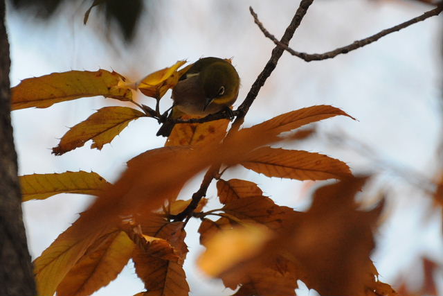 明石公園のバラと惜秋の六甲山・メジロ_a0037019_6204867.jpg