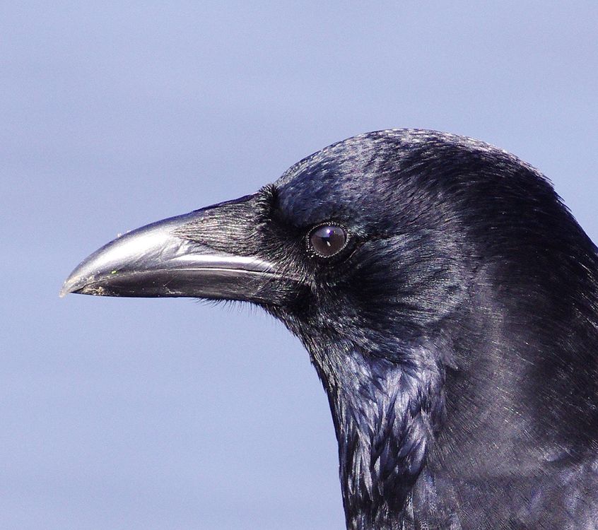 カラス目 私のデジタル写真眼