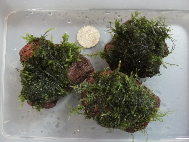 水草・淡水魚_f0189122_12581650.jpg