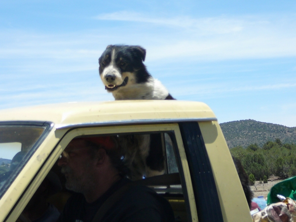 犬のこころ_b0172633_17422745.jpg