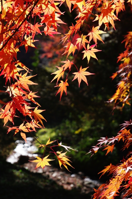 紅葉の多治見を散策　～虎渓山・永保寺～ - リズムのある暮らし