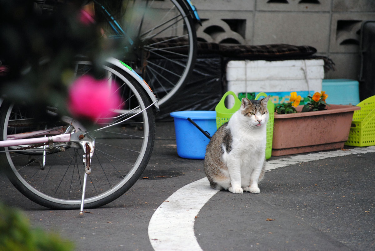 いつもの猫ちゃん　by himawari_b0142435_12431829.jpg