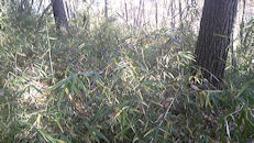 f0161535_21553717.jpg