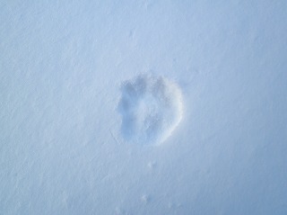 雪・雪・雪・・・_b0206037_1111711.jpg