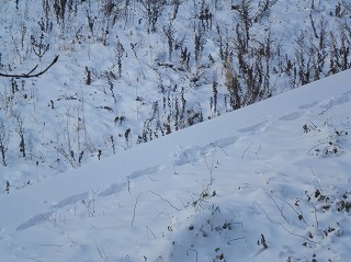 雪・雪・雪・・・_b0206037_11123029.jpg