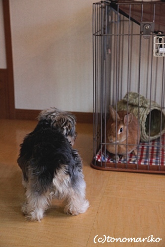 バブーうさぎのモコ_c0024345_18383199.jpg