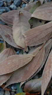 c0160161_2637.jpg