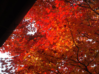 京都の紅葉 （源光庵）_b0112263_2063760.jpg