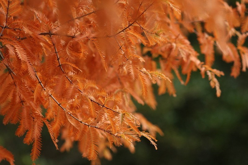 11/20 神戸市立森林植物園　ラスト_e0174074_8543653.jpg