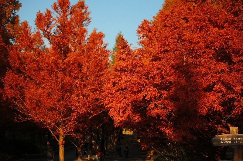 11/20 神戸市立森林植物園　ラスト_e0174074_8552515.jpg