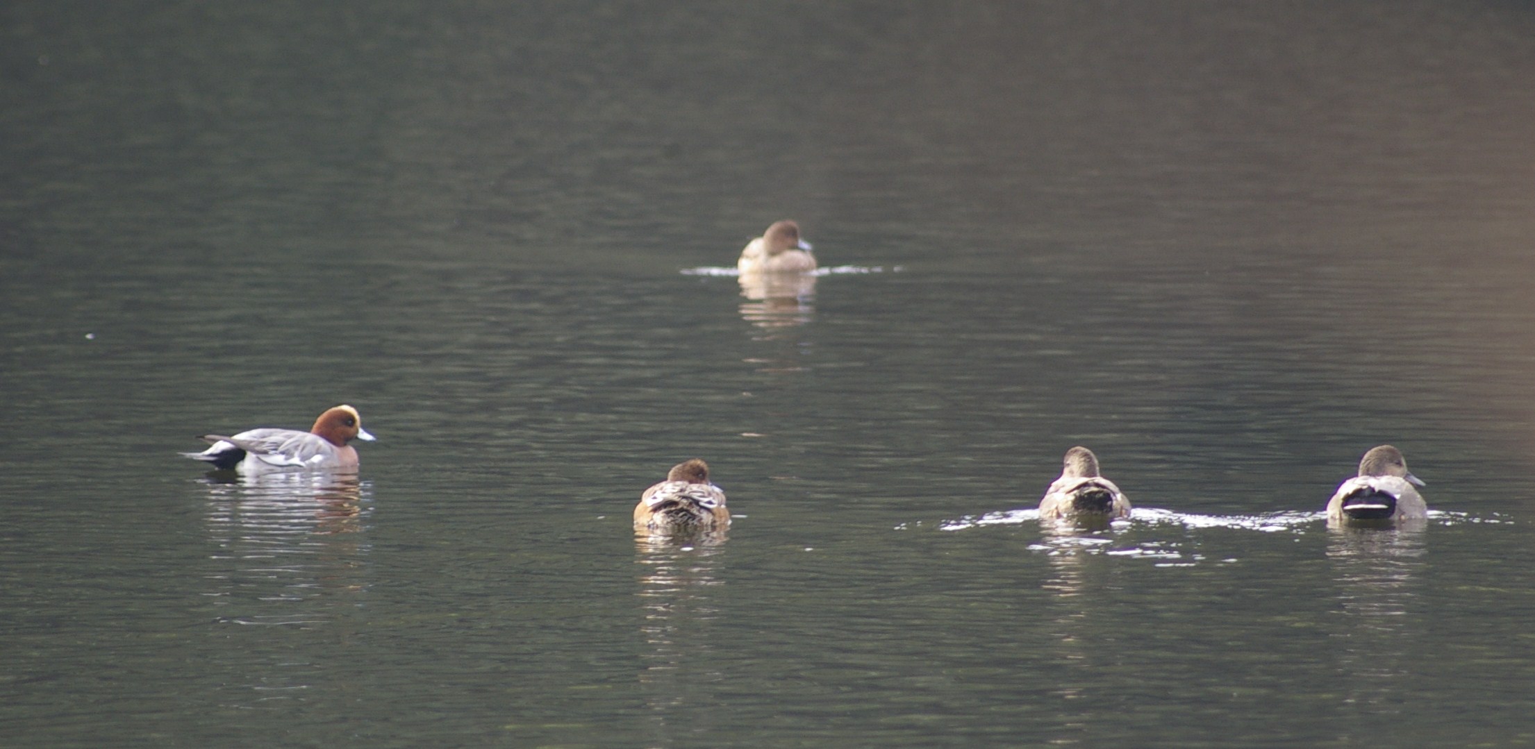 川原大池の水鳥_e0197884_8224892.jpg