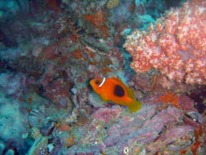 水中カメラ、難しいけど・・・_f0144385_2142664.jpg