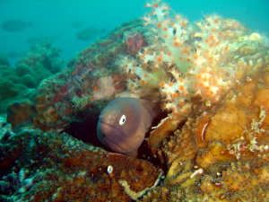 水中カメラ、難しいけど・・・_f0144385_215324.jpg