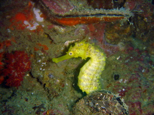 水中カメラ、難しいけど・・・_f0144385_2163922.jpg