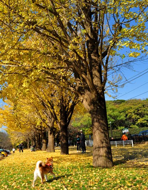 真っ赤だよ!_a0126590_5373215.jpg