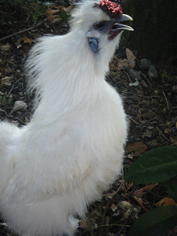 a0128290_1195258.jpg